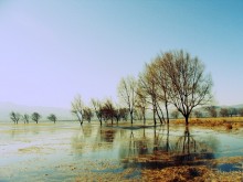 中国の湖　そこから伸びる大きな木と青い空