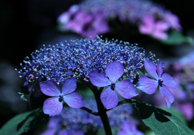 山梨の花鳥園に咲いていたアジサイの花 深い紫色が雨にとても似合いそう
