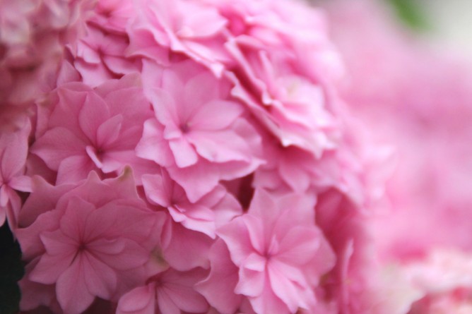 山梨の花鳥園に咲いていたアジサイの花　濃い目のピンクが心を優しくしてくれそう